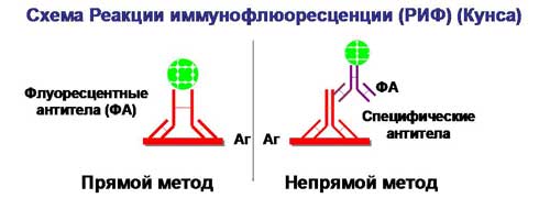 иммуномикробиологические исследования - student2.ru