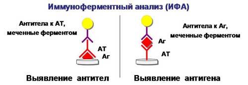 иммуномикробиологические исследования - student2.ru