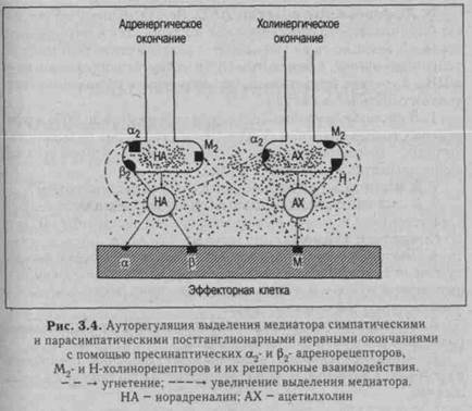 интраорганная нервная система и тканевые рецепторы - student2.ru