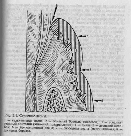 Исполнительные механизмы функциональной системы, обеспечивающей целостность тканей - student2.ru