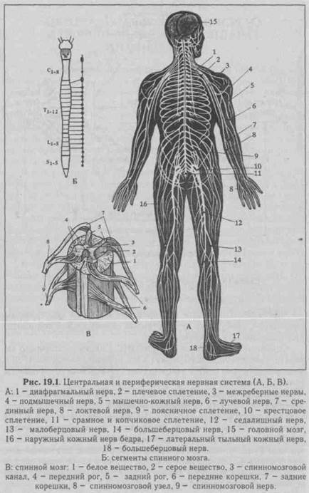 исследование цнс и нервно-мышечного аппарата - student2.ru