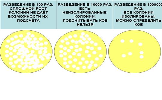 Исследование микробов, содержащихся в исследуемом материале в высокой концентрации - student2.ru