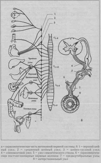 исследование вегетативной нервной системы (внс) - student2.ru