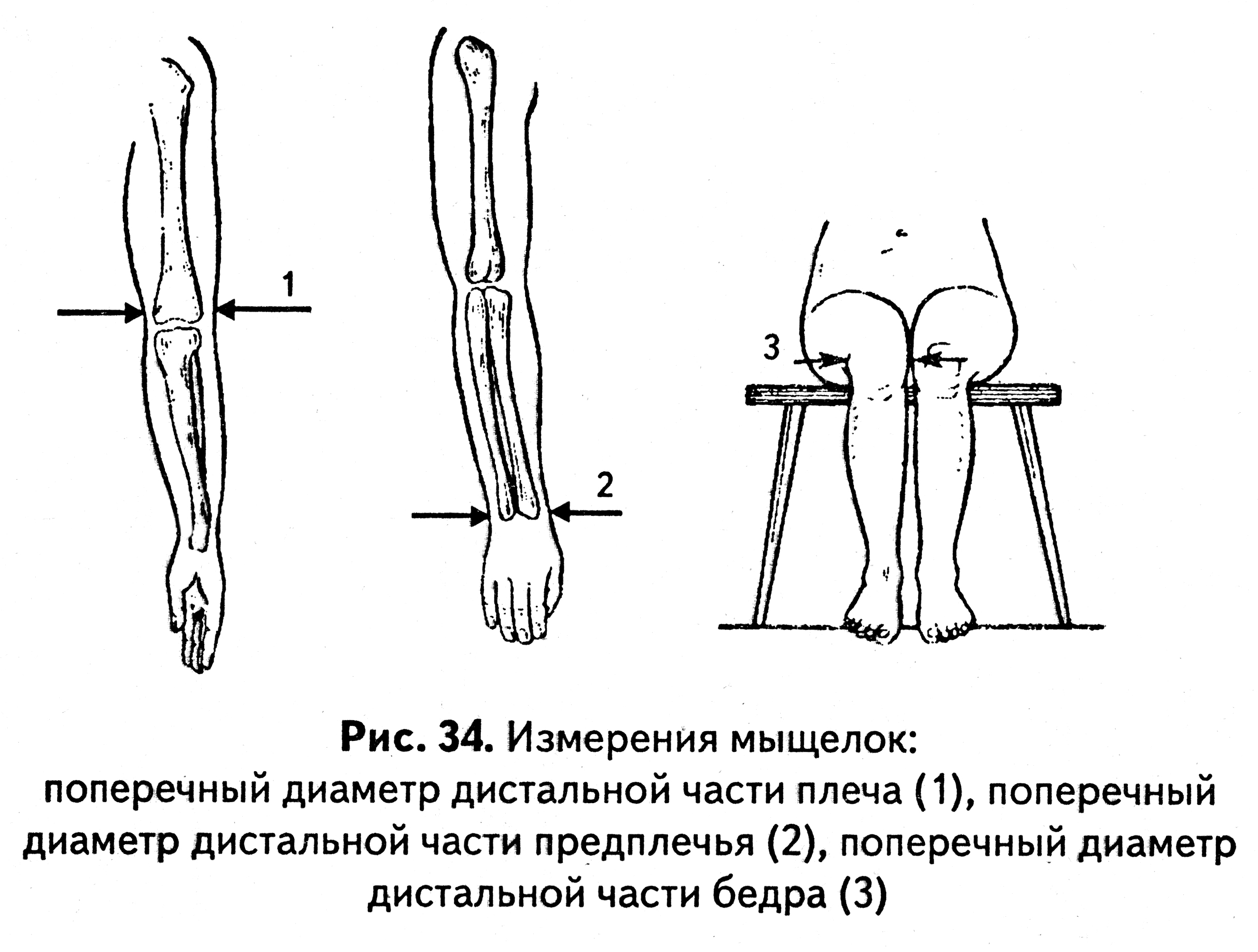 Измерение длины тела и длины отдельных сегментов - student2.ru