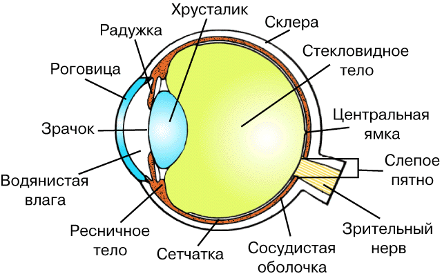 Изучение значения и закономерностей распределения цветовой гаммы радужки глаз человека. - student2.ru