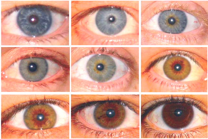 Изучение значения и закономерностей распределения цветовой гаммы радужки глаз человека. - student2.ru