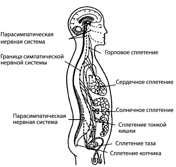 Как лимбическая система производит эмоции - student2.ru