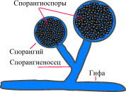 Кандиды (род Candida) Candida spp. - student2.ru