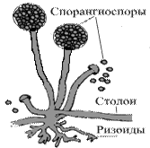 Кандиды (род Candida) Candida spp. - student2.ru