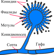 Кандиды (род Candida) Candida spp. - student2.ru