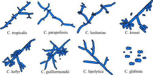 Кандиды (род Candida) Candida spp. - student2.ru