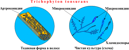 Кандиды (род Candida) Candida spp. - student2.ru