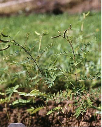 Кассия остролистная (сенна александрийская) - Cassia acutifolia Delile - student2.ru