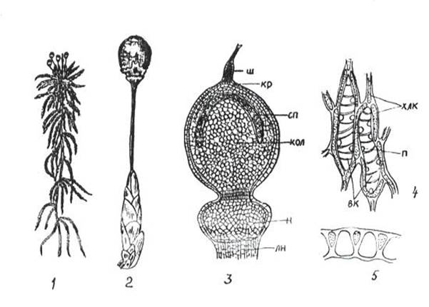 Строение спорангия мха. Строение спорогона сфагнума. Спорогон сфагнум цикл. Спорогон спорангий. Спорангий моховидных