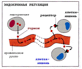 классификация эндокринных желез - student2.ru