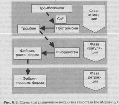 Коагуляционный механизм гемостаза - student2.ru