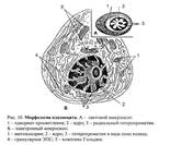 Количество составляет 20-35 % - student2.ru