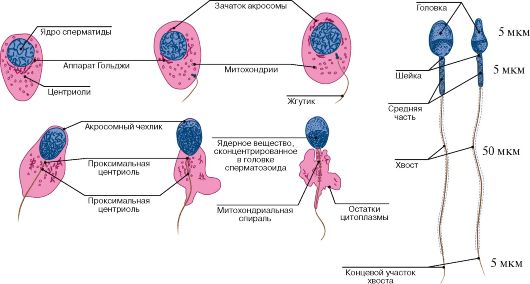 Краткий обзор мужских половых рефлексов. - student2.ru