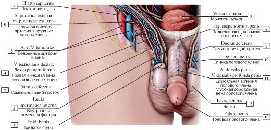 Краткий обзор мужских половых рефлексов. - student2.ru