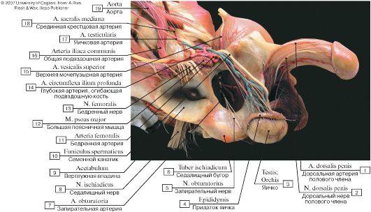 Краткий обзор мужских половых рефлексов. - student2.ru