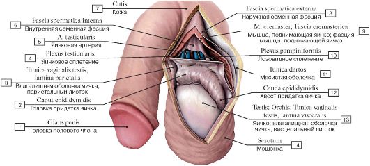 Краткий обзор мужских половых рефлексов. - student2.ru