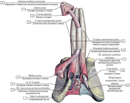 Краткий обзор мужских половых рефлексов. - student2.ru