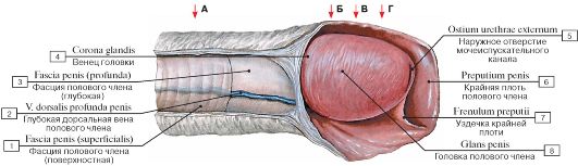 Краткий обзор мужских половых рефлексов. - student2.ru