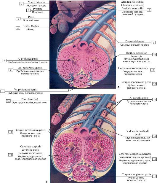 Краткий обзор мужских половых рефлексов. - student2.ru