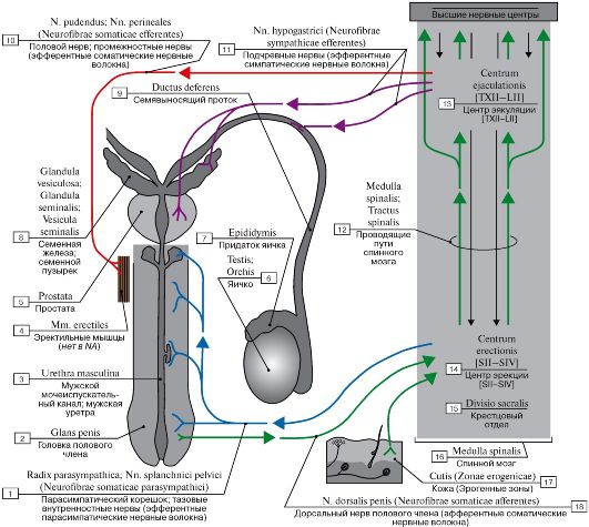 Краткий обзор мужских половых рефлексов. - student2.ru