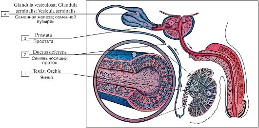 Краткий обзор мужских половых рефлексов. - student2.ru