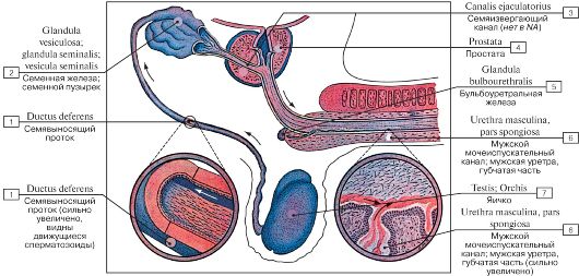Краткий обзор мужских половых рефлексов. - student2.ru