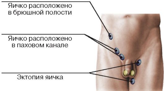 Краткий обзор мужских половых рефлексов. - student2.ru