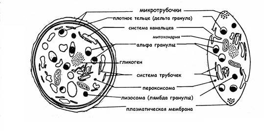 Кровяные пластинкиилитромбоцитыпредставляют собой циркулирующие в крови безъядерные фрагменты цитоплазмы гигантских клеток красного костного мозга – мегакариоцитов. - student2.ru