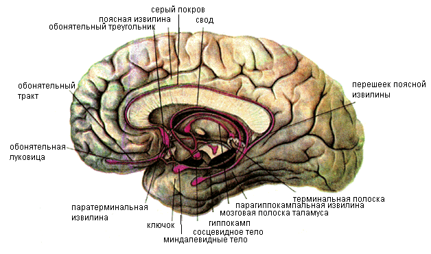 Лекция 30. Строение конечного мозга - student2.ru