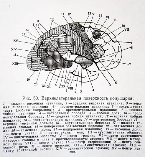 Лекция 4 Корковые центры коры больших полушарий головного мозга. - student2.ru