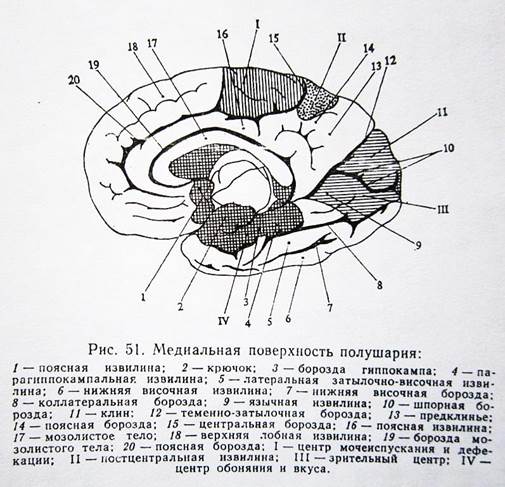 Лекция 4 Корковые центры коры больших полушарий головного мозга. - student2.ru