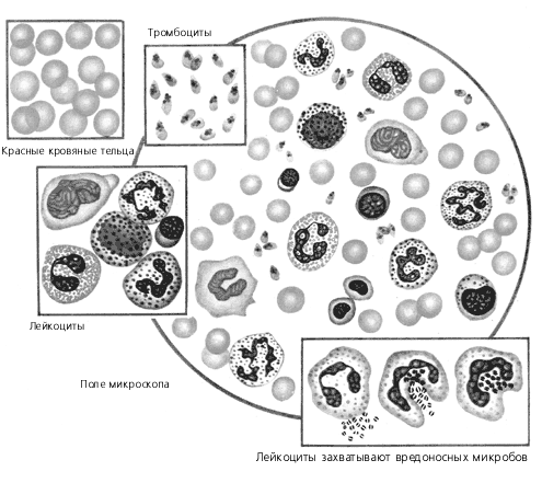 Лейкоциты - student2.ru