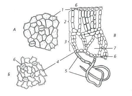 Мать-и-мачеха - Tussilago farfara L - student2.ru