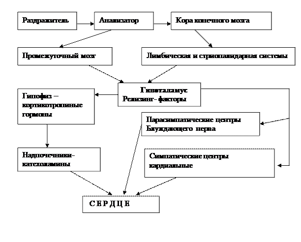 Механизм деятельности сердца - student2.ru