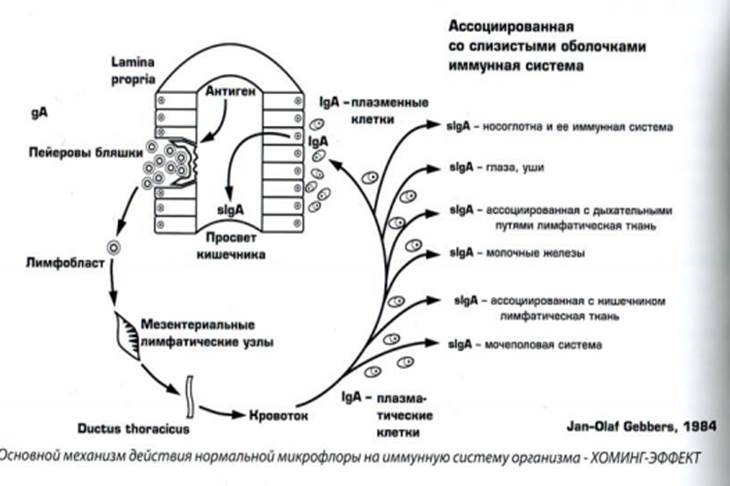 микробиоценоз кишечника и иммунитет - student2.ru