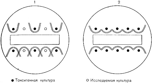 Микробиологическое исследование. Цель исследования: выделение возбудителя для постановки диагноза - student2.ru