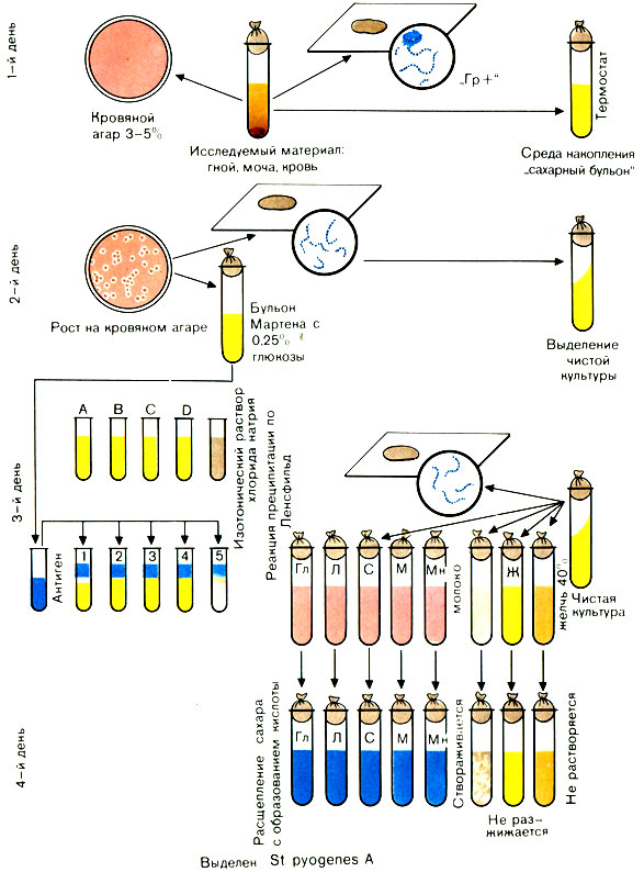 Микробиологическое исследование. Цель исследования: выявление стрептококка и определение его серовара. - student2.ru