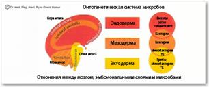 Микробы активны только в фазе исцеления! - student2.ru