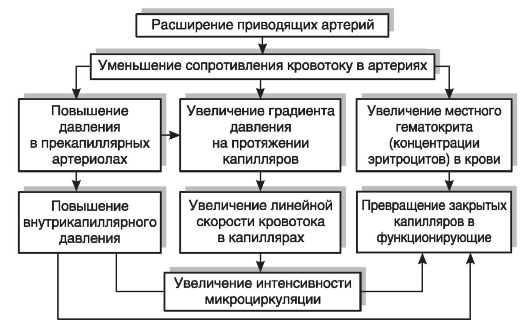 Микроциркуляция при артериальной гиперемии - student2.ru