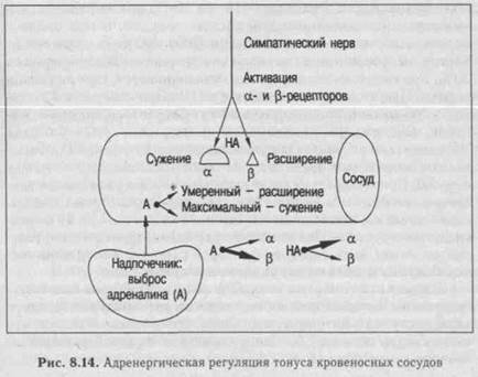 Миогенная и гуморальная регуляция тонуса сосудов - student2.ru