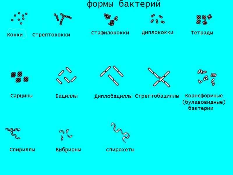 Молочнокислое и спиртовое брожение - student2.ru