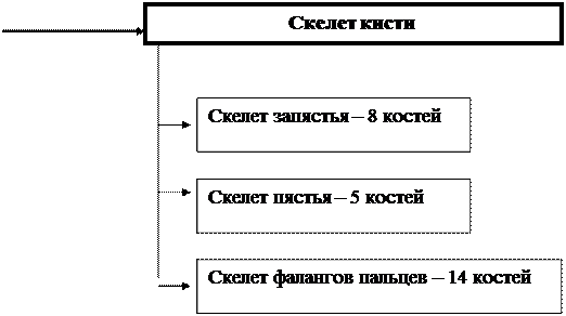 Морфологическая 2.Функциональная - student2.ru