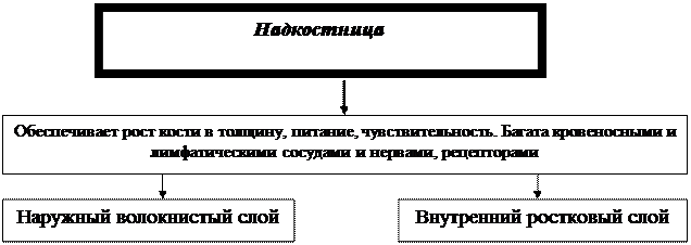 Морфологическая 2.Функциональная - student2.ru