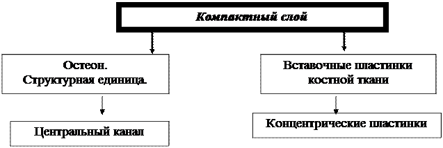 Морфологическая 2.Функциональная - student2.ru