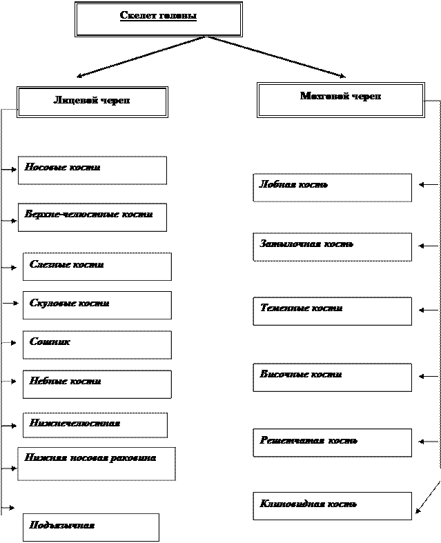 Морфологическая 2.Функциональная - student2.ru